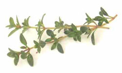 TYMIANEK (Thymus vulgaris przygotowanie